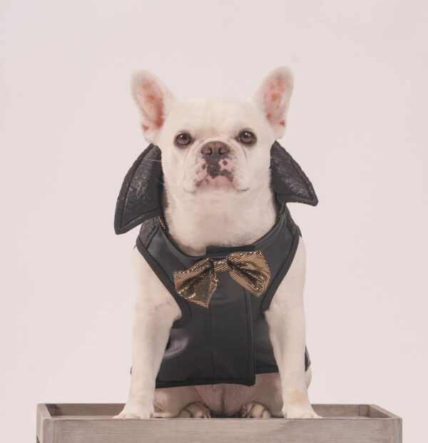 French bulldog in a tuxedo outfit.