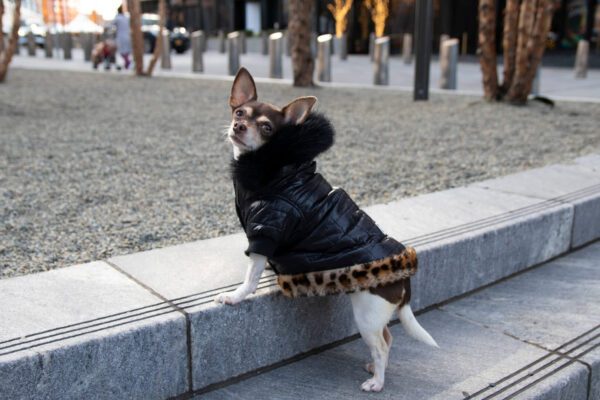 Chihuahua in stylish black fur coat.