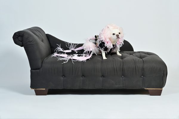Dog in fancy dress on black chaise lounge.